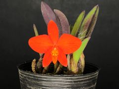★洋蘭★原種★カトレア★C. coccinea (2N)★コクシネア (2倍体)★着生蘭★山野草★非常に人気のあるブラジル原種★現在では希少な2倍体★4-6