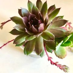 センペルビウム