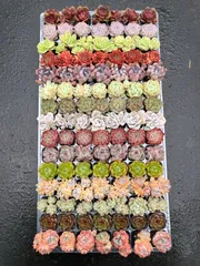 2025年最新】クリスペートビューティーの人気アイテム - メルカリ