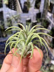 【ネコポス】チランジア イオナンタ カーリージャイアント　Tillandsia ionantha 'Curly Giant'　キンクマ農園☆T0107