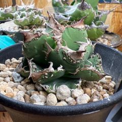 包心龍 lize血統 子株つき - メルカリ