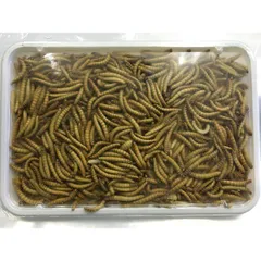【クール便発送】 冷凍ミルワーム 【100g×5個】 餌 エサ えさ ハムスター 小動物 爬虫類 熱帯魚 小鳥のサムネイル