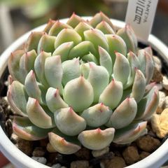人気レア品種！★三日月 多肉植物（抜き苗）自家繁殖 国産