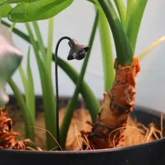 お洒落なライトのピック《大》ブラウン