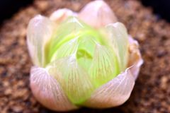 多肉植物 ハオルチア ロータスグラス 小苗