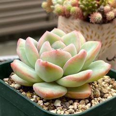 多肉植物 ☘️ アマビレ 抜き苗
