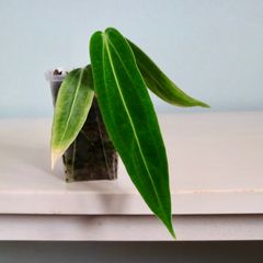 【希少美株】　アンスリウム　ワロクアーナム　Anthurium warocqueanum
