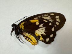 蝶の標本★マライタ島産ビクトリアトリバネ♀
