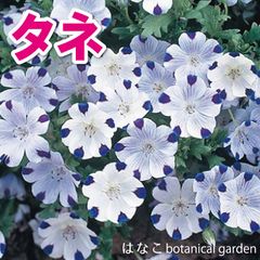 新登場！【花のタネ・種】ネモフィラマクラタ(10ml約2,000粒)