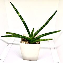 サンスベリア　キリンドリカ