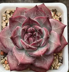 2025年最新】多肉植物 韓国苗 セットの人気アイテム - メルカリ