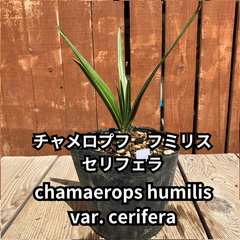 【鉢ごと発送】　チャメロプス　フミリス　セリフェラ　Chamaerops humilis var.cerifera　2024-5-2-chc5