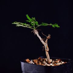 3U7 実生 ボスウェリア・サクラ Boswellia sacra コーデックス 塊根植物 プレステラ90 ボスウェリアサクラ