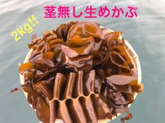 期間限定　朝採れ生めかぶ（茎無し）2kg  漁師直送
