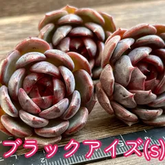 2024年最新】多肉植物 ブラックアイズの人気アイテム - メルカリ