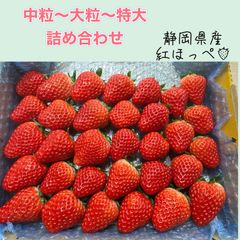 中粒〜特大の詰め合わせ　紅ほっぺ　いちご　🍓