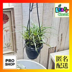 フリーセア　ラズベリーシャーベット激レア中株　紫品種 フリーセア ラズベリーシャーベット激レア中株 紫品種 観葉植物