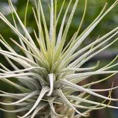 メタリックな感じでカッサカサ！かんたんに痩せない！チランジア ヘテロモルファ Tillandsia heteromorpha＊エアプランツ＠フラワーショップ江口