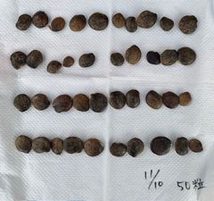 藤 種 85粒 まとめ 割引 お試し価格 終了間近