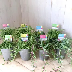 おまかせ♡２ポット♡ネックレス♡多肉植物♡