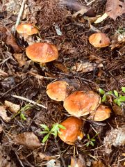 北海道産 ハナイグチ 約500g クール便＊送料無料 - メルカリ