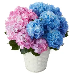 2色植えあじさい クレイジーテンシア 5号鉢 母の日期間配送 お届け日5月6日?5月11日 ct73679のサムネイル