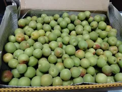 タニ様　専用品　クール便　信州産小梅　青梅　1,1kg　今が旬　カリカリ梅