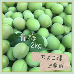 無農薬　家庭用　青梅　白加賀　2㎏ほど