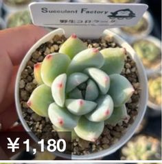 Succulent Factory - メルカリShops