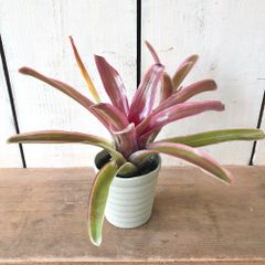 ネオレゲリア熱帯植物3号鉢