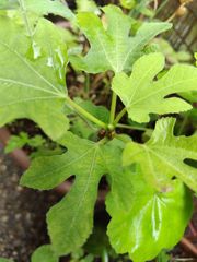 いちじく 中苗 1本 無花果 根付き苗