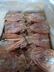 前浜するめだるま【だるま2kg】