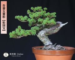 山採り赤松 模様木 中品盆栽【泰寿園 Online】現品 一点物 赤松