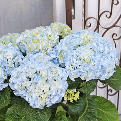 鉢花 アジサイ ふるふるブルー 5号 フリル 紫陽花 ブルー 青 丈夫 プレゼント あじさい フルフル