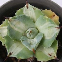 王妃雷神白中斑 アガベ 2号ポット 多肉植物 根付苗 多肉永遠