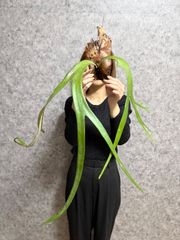 ▽P.willinckii Wild East Java▽ A5 ウィリンキー　ワイルド　ジャワ【PLANET】ビカクシダ