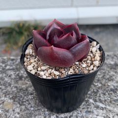 多肉植物 エケベリア レッドライト