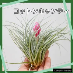 ご*ん様 チランジア22種 まとめ売り お買い得セット(メルカリ便にてお届けしま ご*ん様 チランジア22種 まとめ売り お買い得セット(メルカリ便