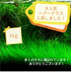 2024年最新】珍しい貝殻の人気アイテム - メルカリ