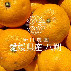 【産地直送】愛媛県八幡浜産 【八朔】3kg