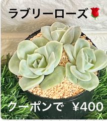 ラブリーローズ🌹 多肉植物 多肉 人気 可愛い✨