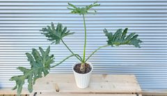 【観葉植物】フィロデンドロン　セローム　根上り　6号鉢