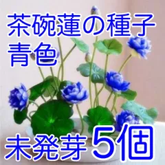 茶碗蓮の種子　青色　5個　未発芽　※発芽処理済みのサムネイル