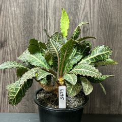 ユーフォルビア　フランコイシー　Euphorbia francoisii