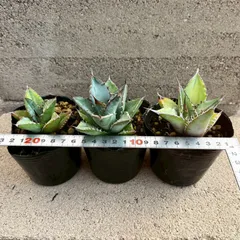 2025年最新】オテロイ 実生 セットの人気アイテム - メルカリ