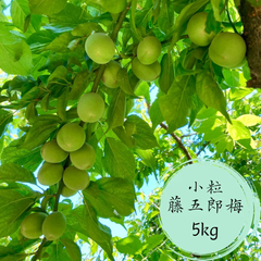 自然栽培　希少　小粒　藤五郎梅　青梅　5kg