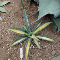 アガベ　アメリカーナ　縞斑　直径約32㎝　AGAVE