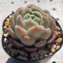 ゴーストバスト　多肉植物　エケベリア