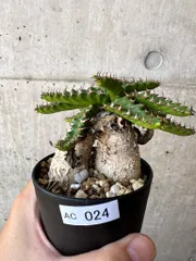 飛龍　ステラータ　美株 発根済み 飛龍 ステラータ 美株 発根済み