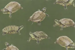 【ゆきちゃん限定】X2281 ニホンイシガメ柄 カーキ コットン生地 1m